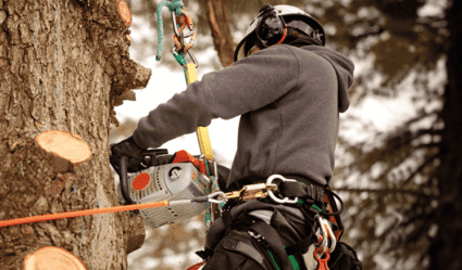 Service Spotlight – Arboriculture