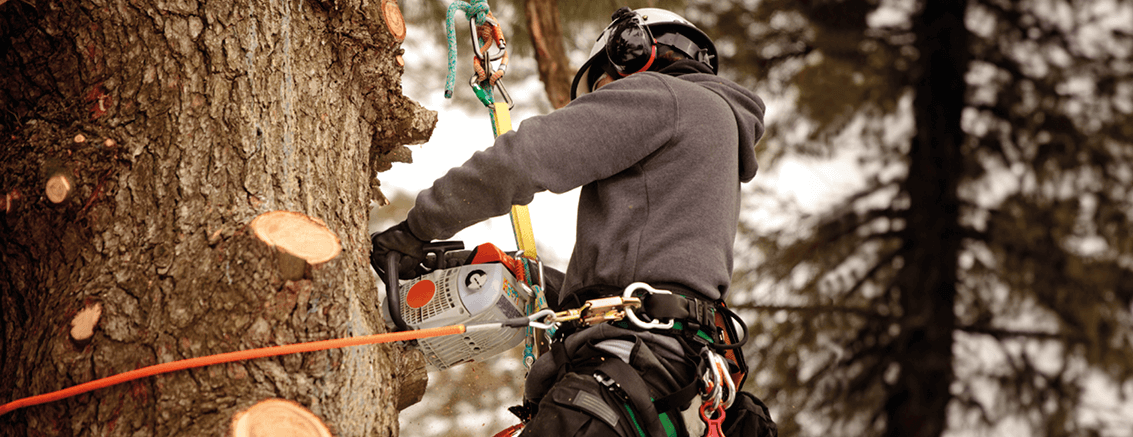 Service Spotlight – Arboriculture header image